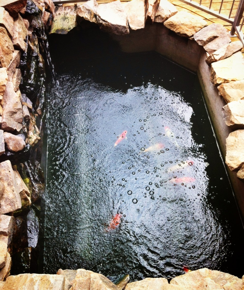 Quelques poissons qui testent la qualité de l'eau