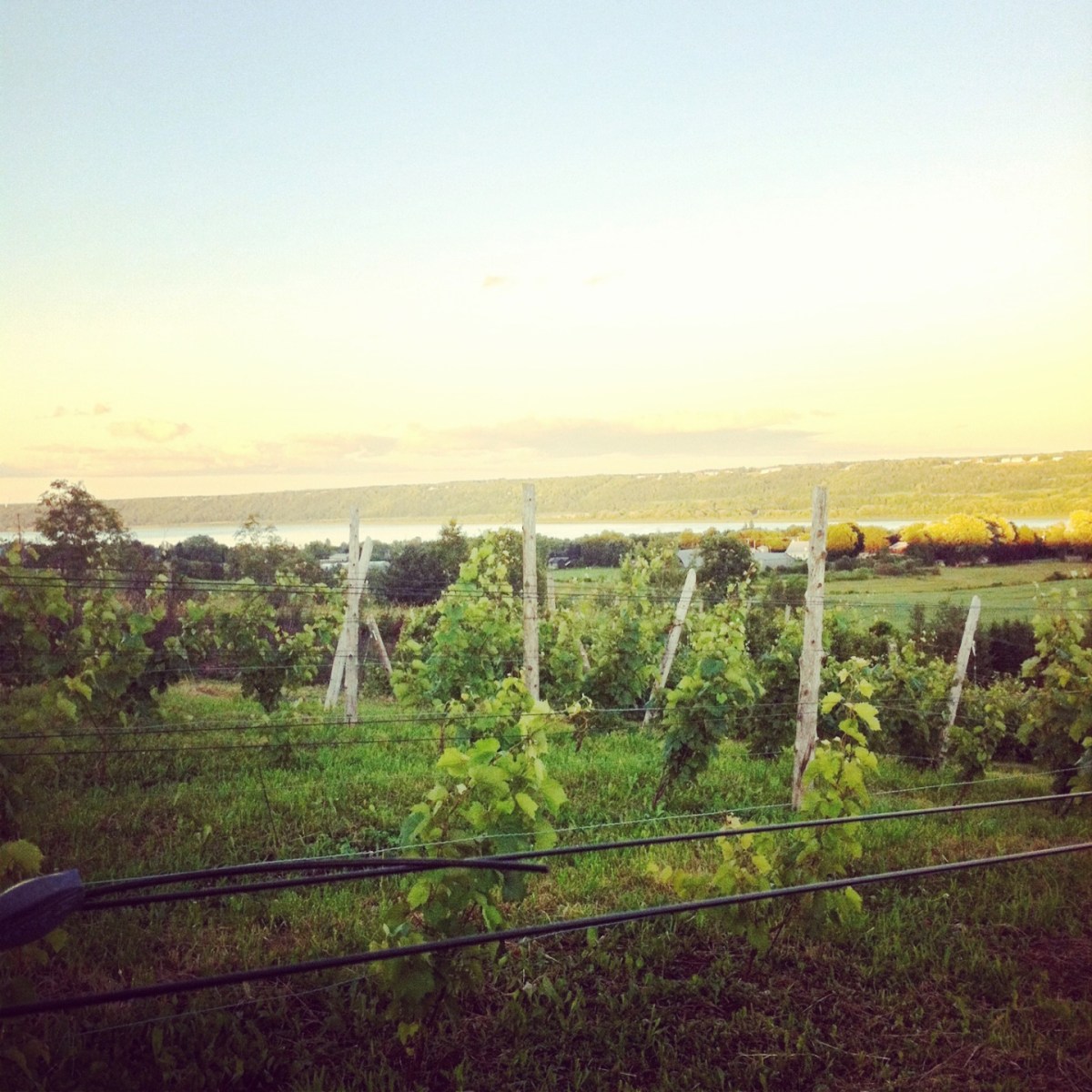 Le vignoble Ange Gardien