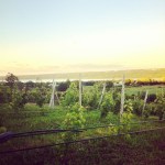 Le vignoble Ange Gardien