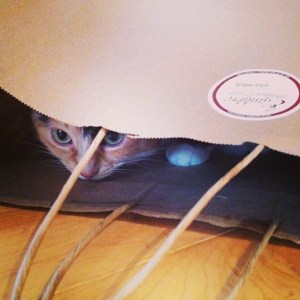 Sophie-la-chatte approuve le sac!