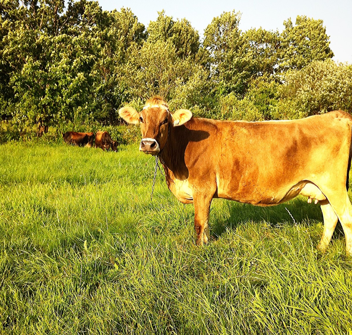 Une des magnifiques vaches broutant sur le domaine de la fromagerie des Grondines