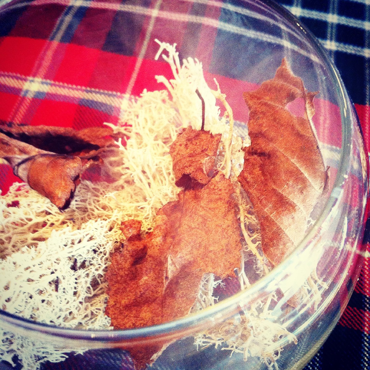 Sentez, ne passez pas go, retrouvez-vous sur le bord d'un feu de camp.