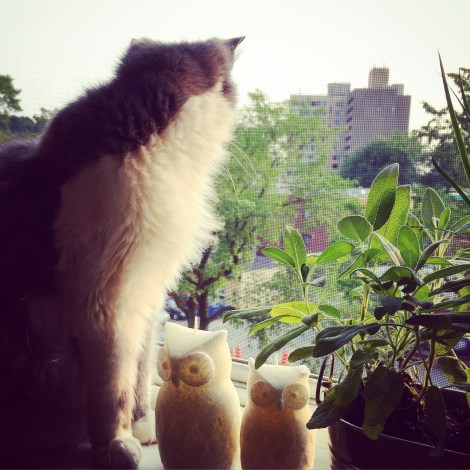 Le chat du soir: Maya!