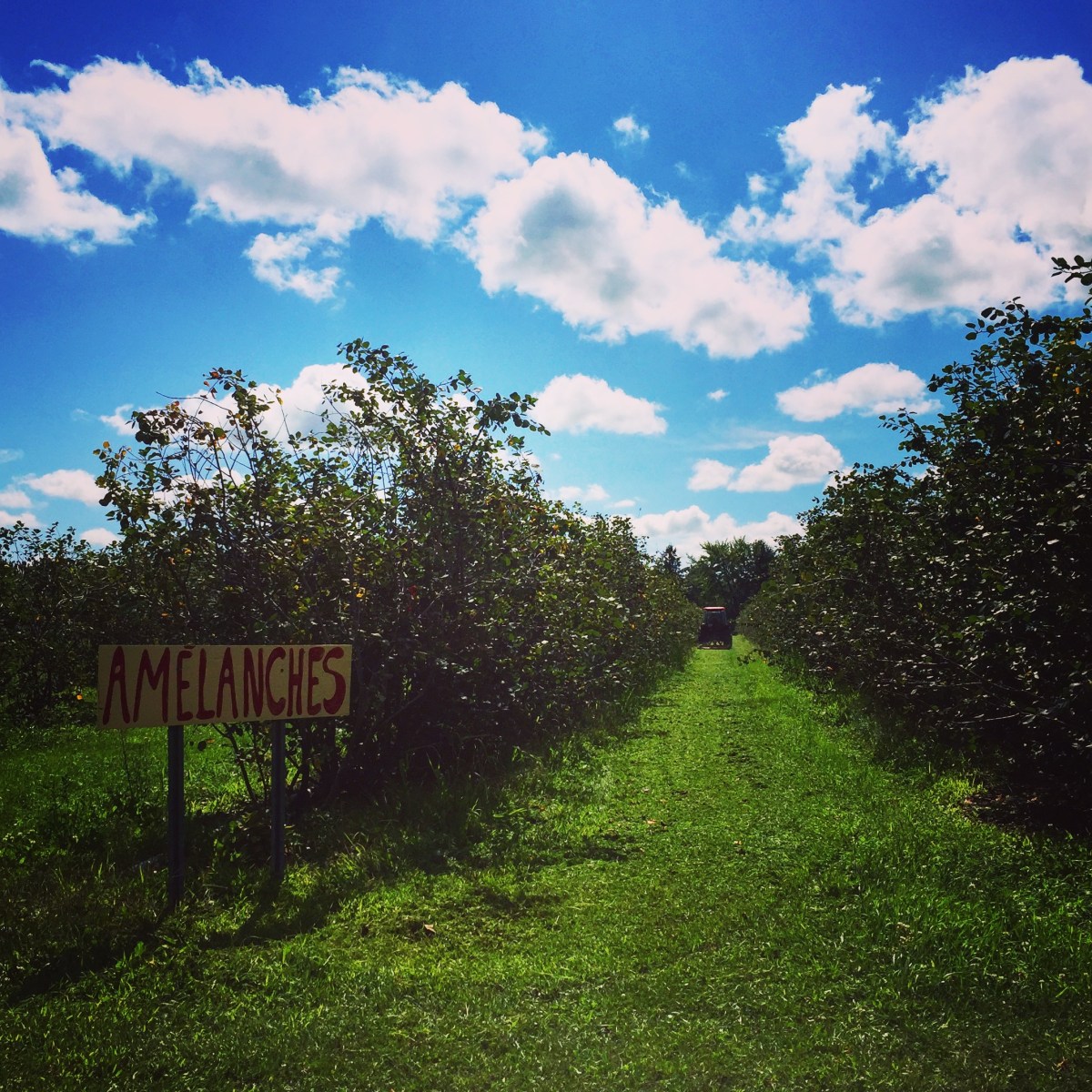 À la découverte de l'amélanche à la Ferme Éthier