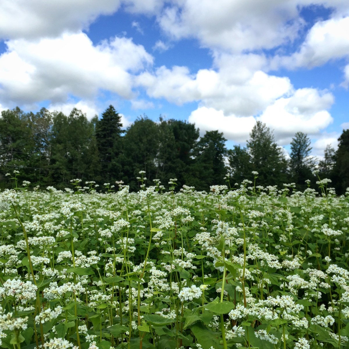 Sarrasin sous un ciel bleu