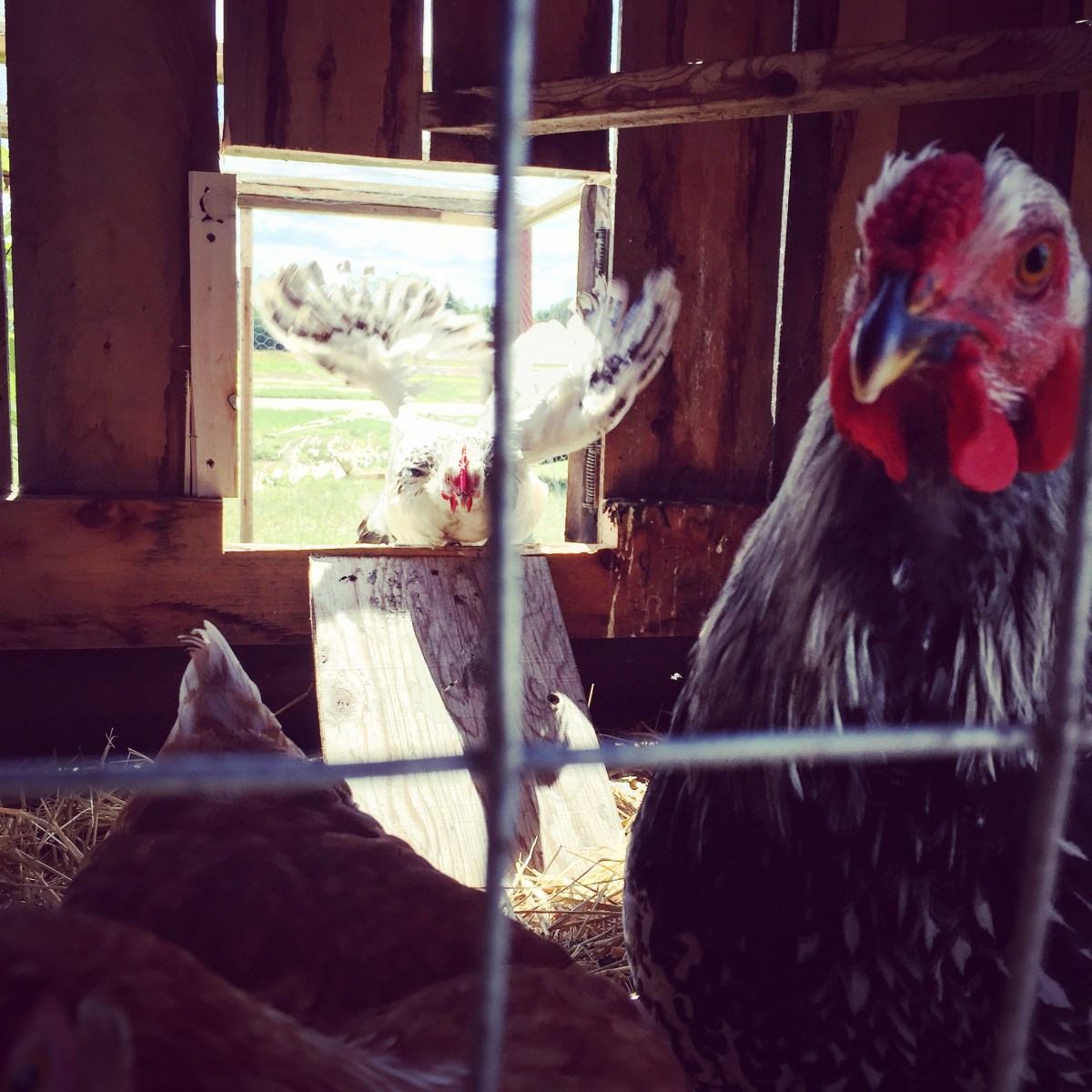 Une poule curieuse...