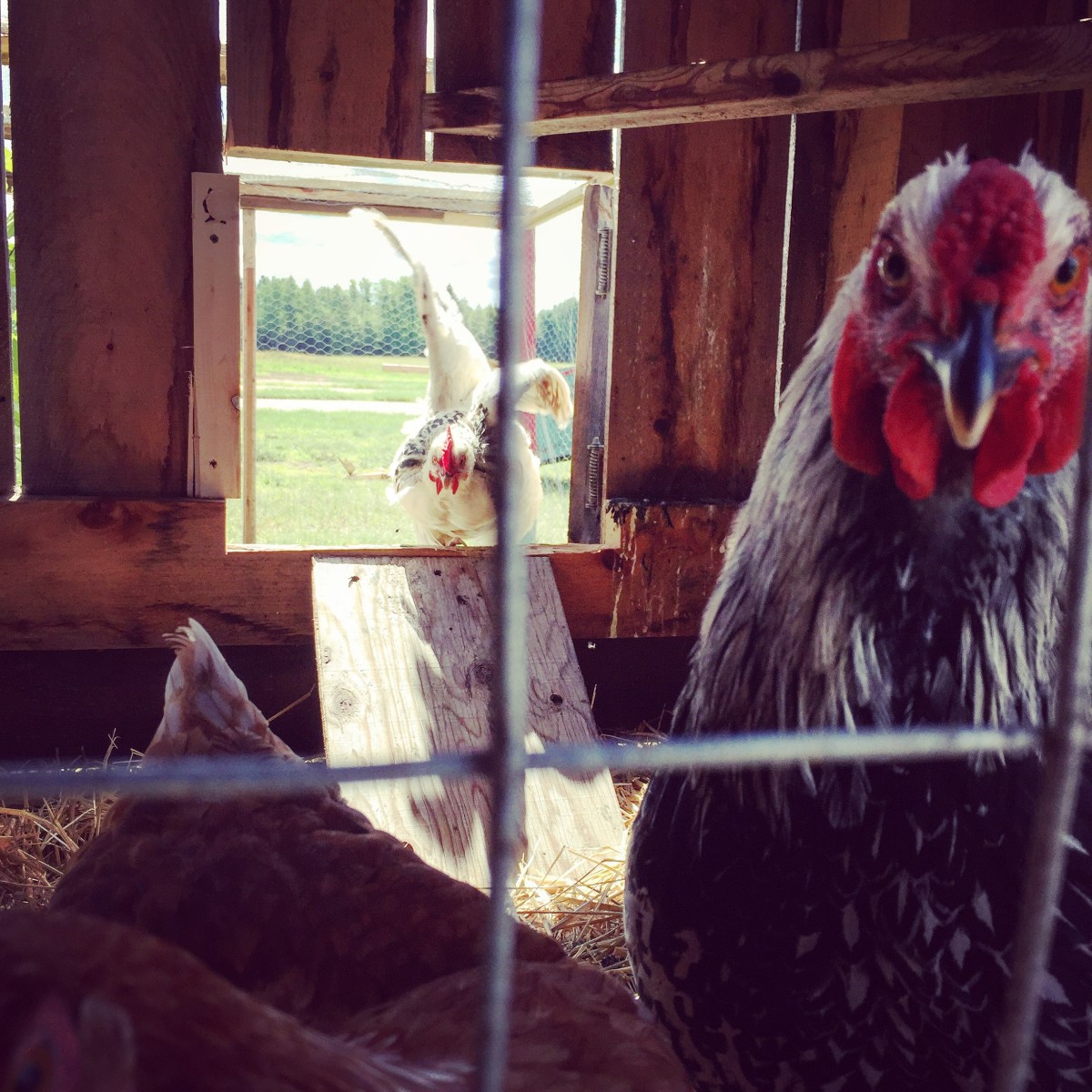 Une poule curieuse 2...