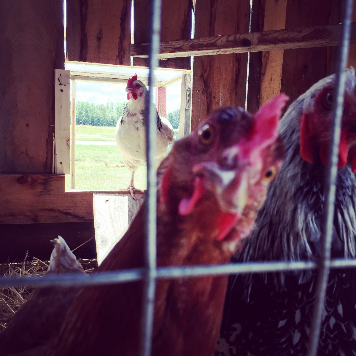 Une poule vraiment curieuse...