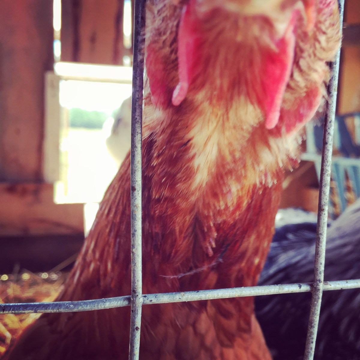 Hum. Non. Ça se picosse, mais ça ne se mange pas!