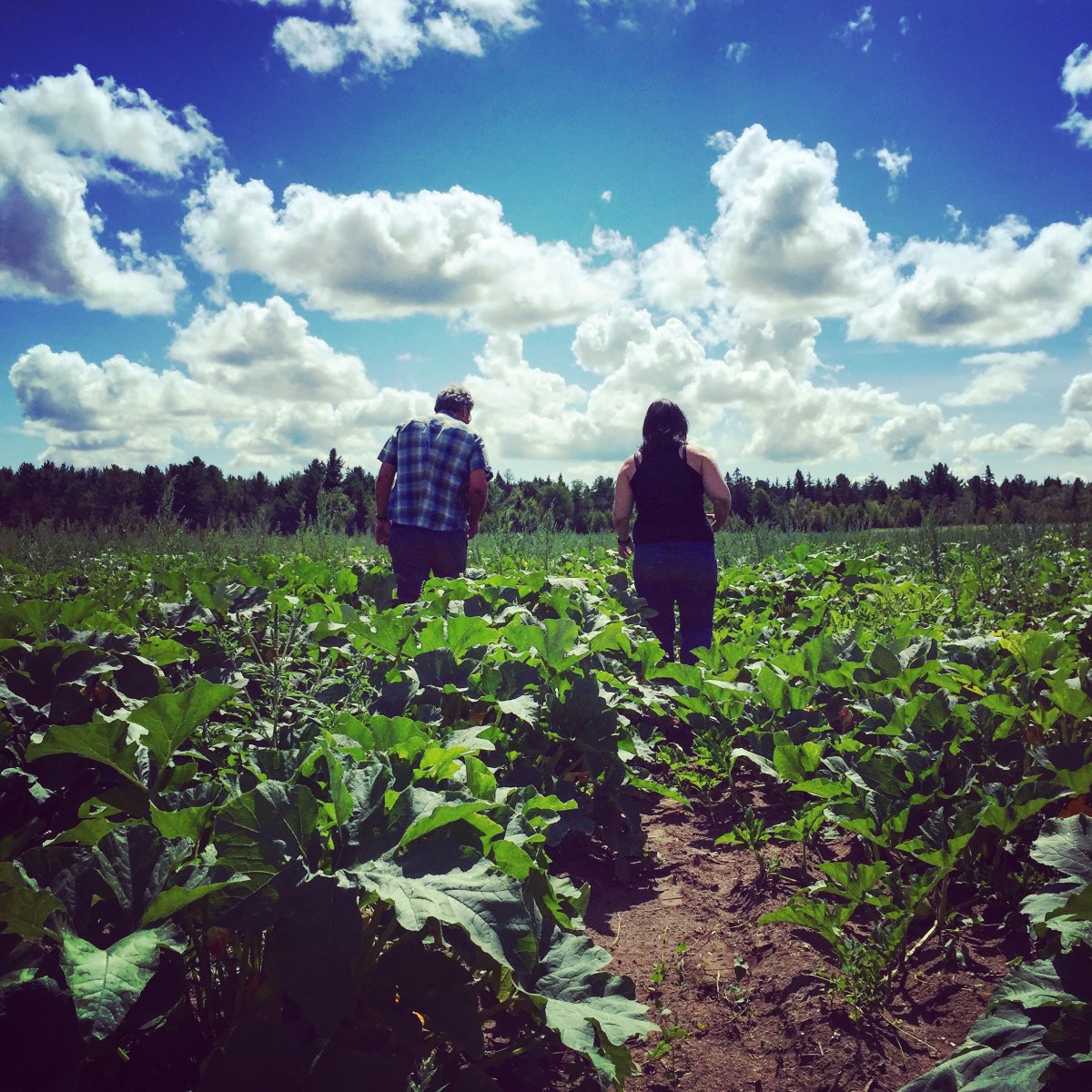 Harnois dans les champs
