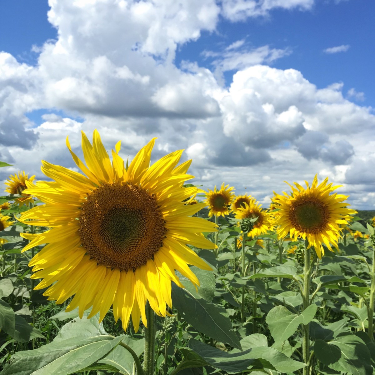 Coup de coeur pour les tournesols de Passion Lavande