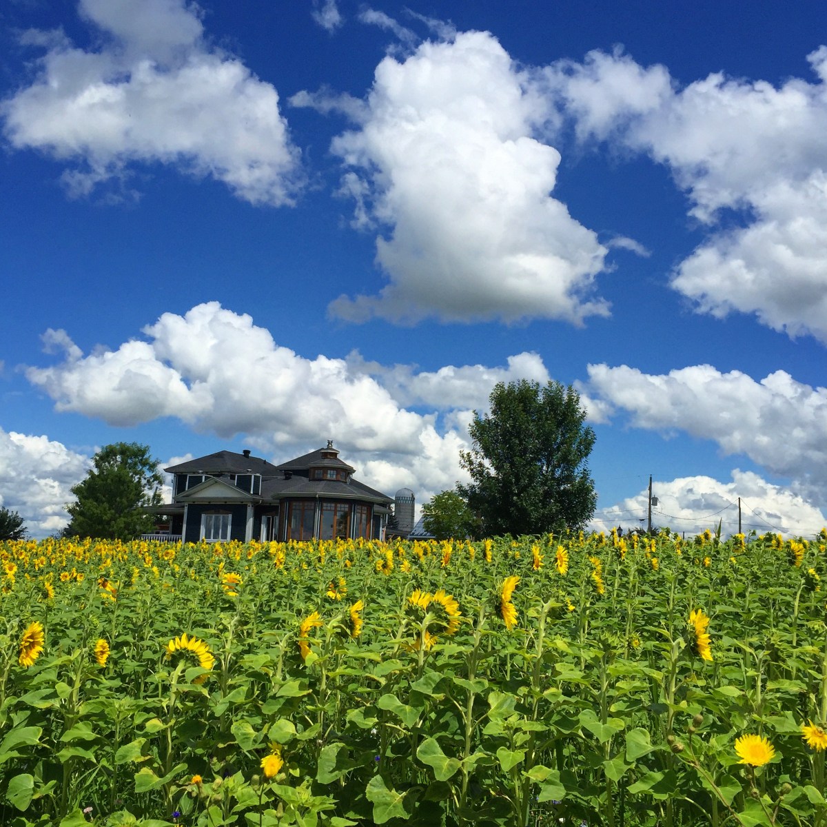 Tournesols à perte de vue
