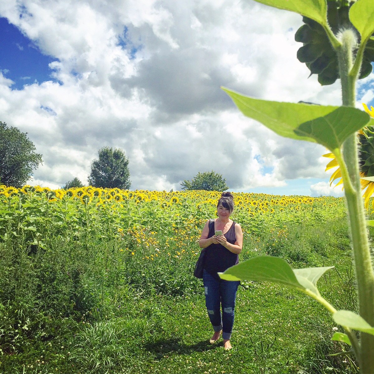 Moi... dans un champ de tournesols!