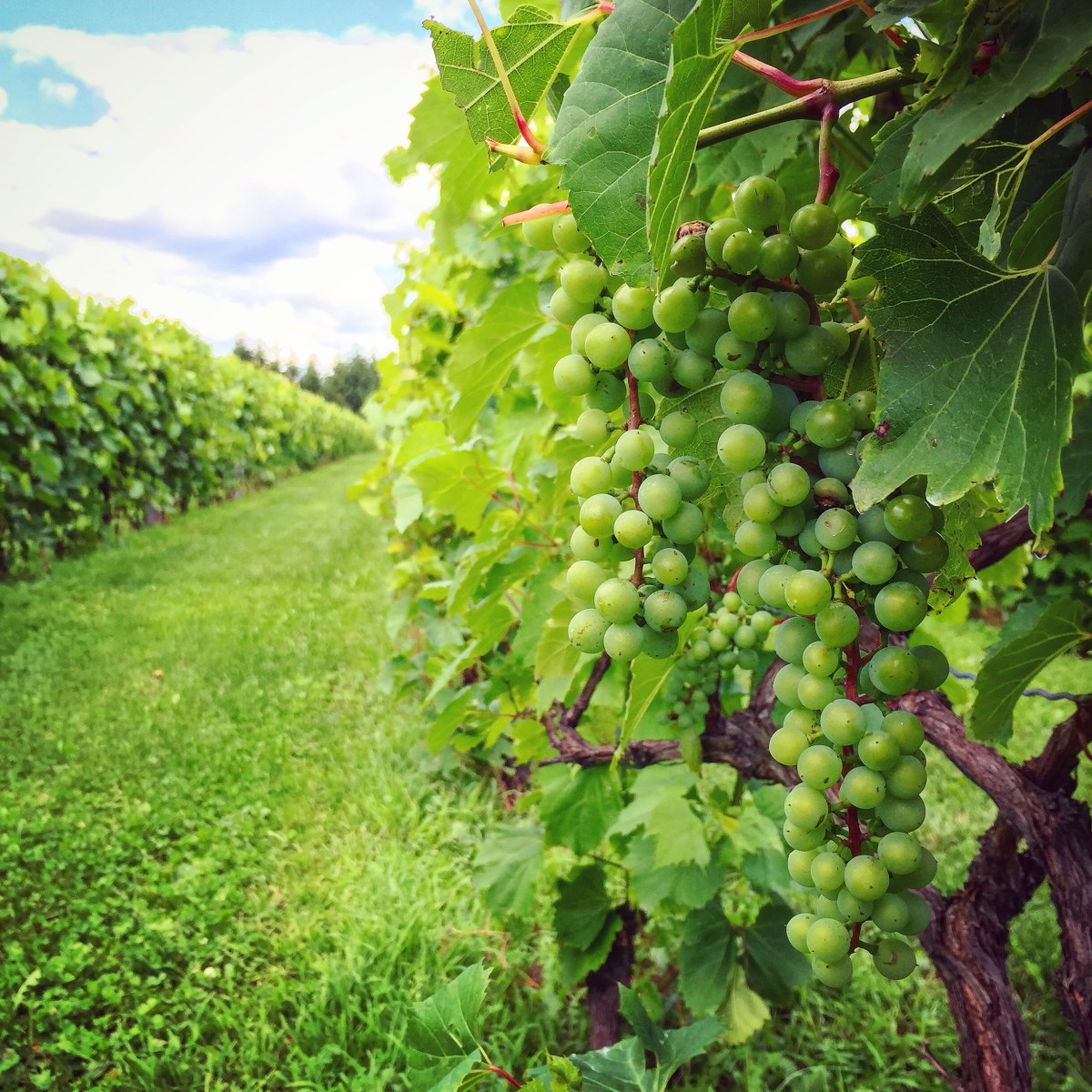 Les grappes mûrissent