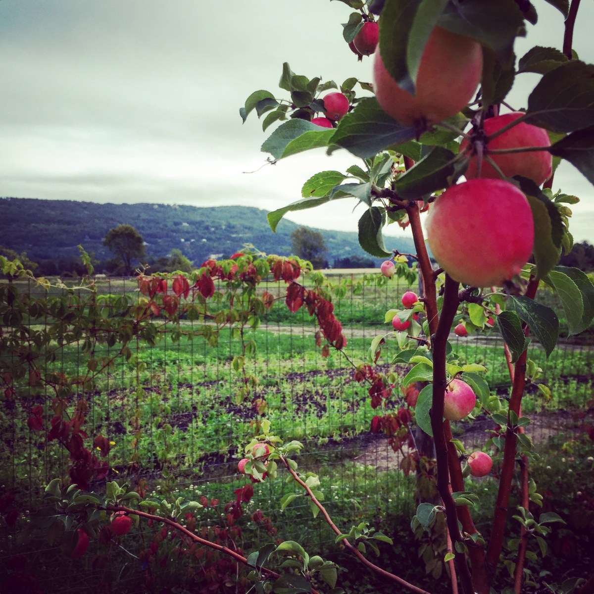 Bien entendu, il y a un pommier!