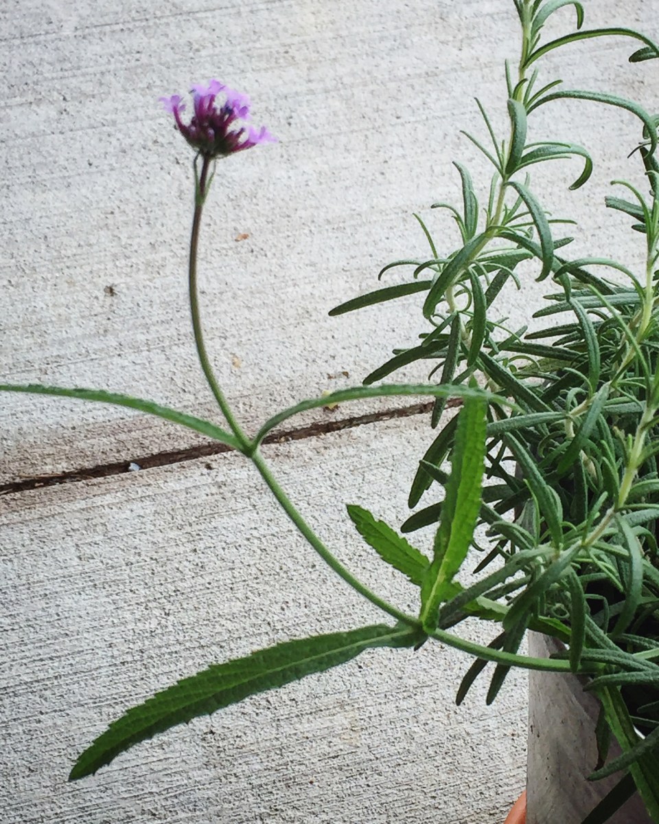 Tout est magnifique... jusqu'aux fines herbes!