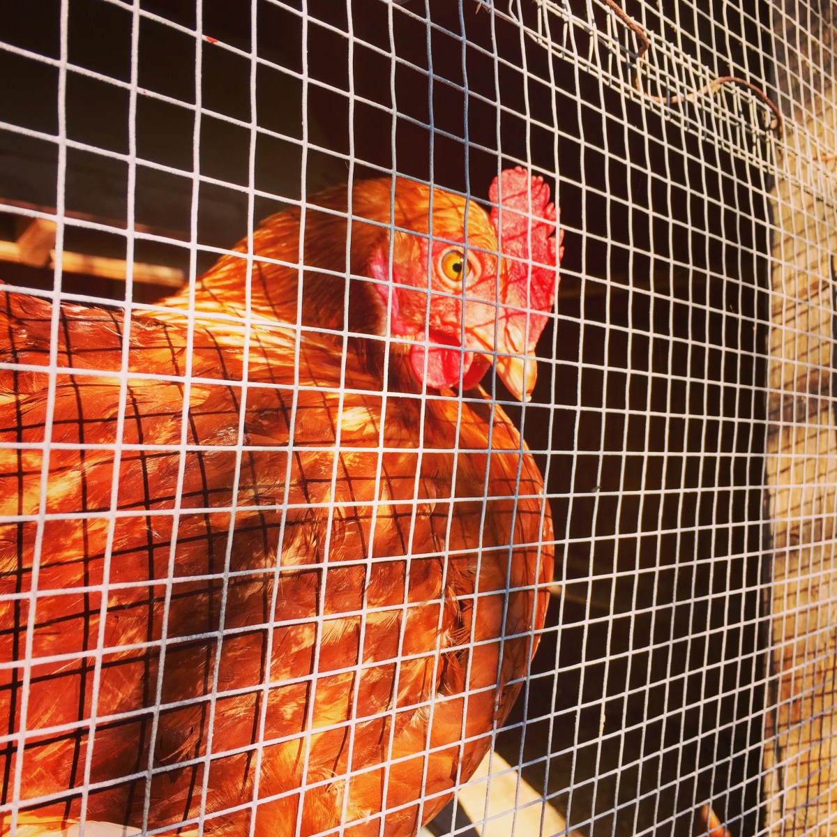 Une poule du Refuge du Vieux Loup de mer